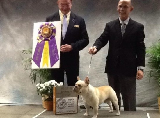 BISS BIS Hilsman's Napachai Cruel Intentions. Aka Sebastian winning BISS at the pre Westminster FBDCA Specialty in NY 2013